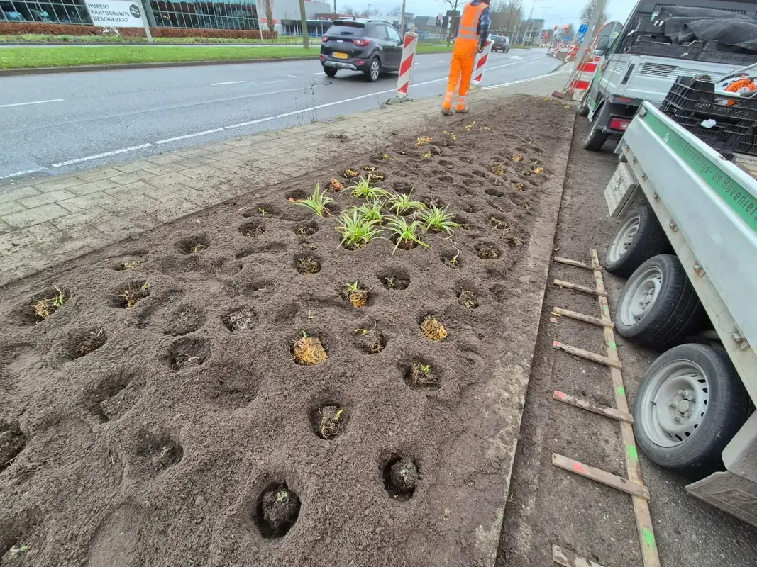 Pas geplante boom met kluit, boompaal en boomband in een tuin